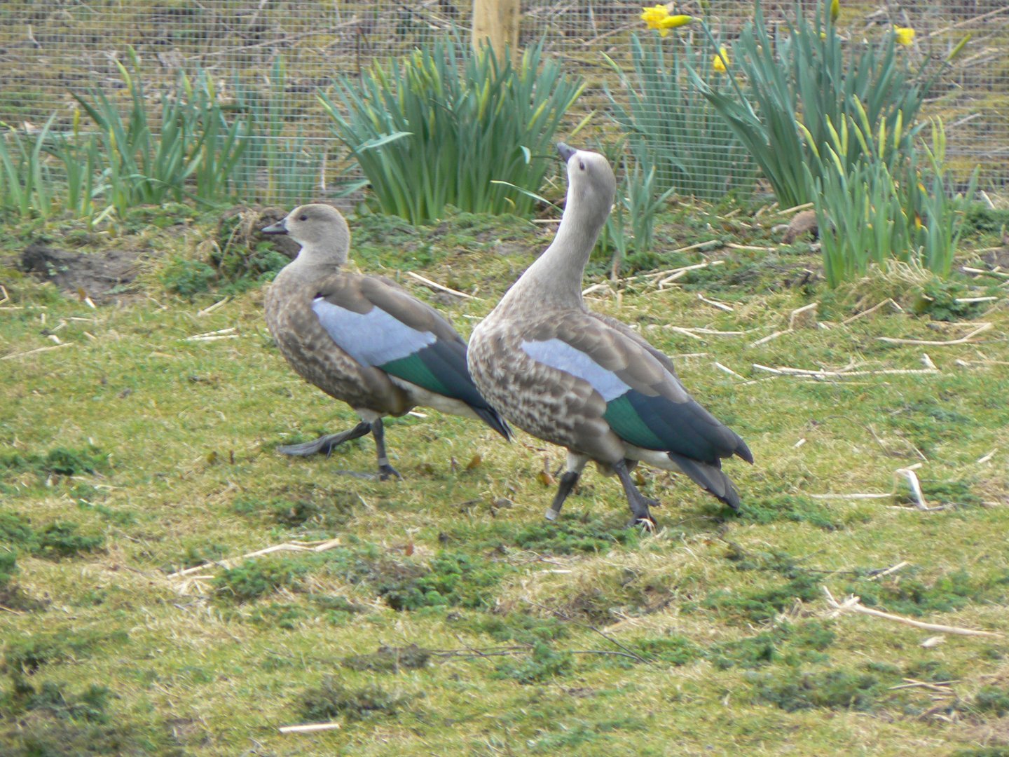 Blue-winged Geese - 28 March 2018