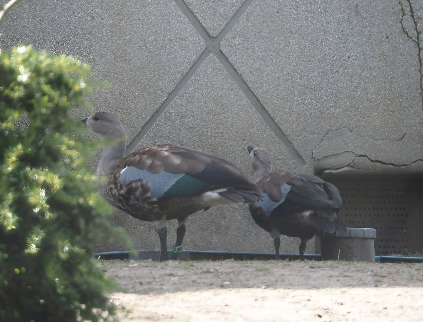 Blue-winged geese (Cyanochen cyanoptera), 2024-06-30
