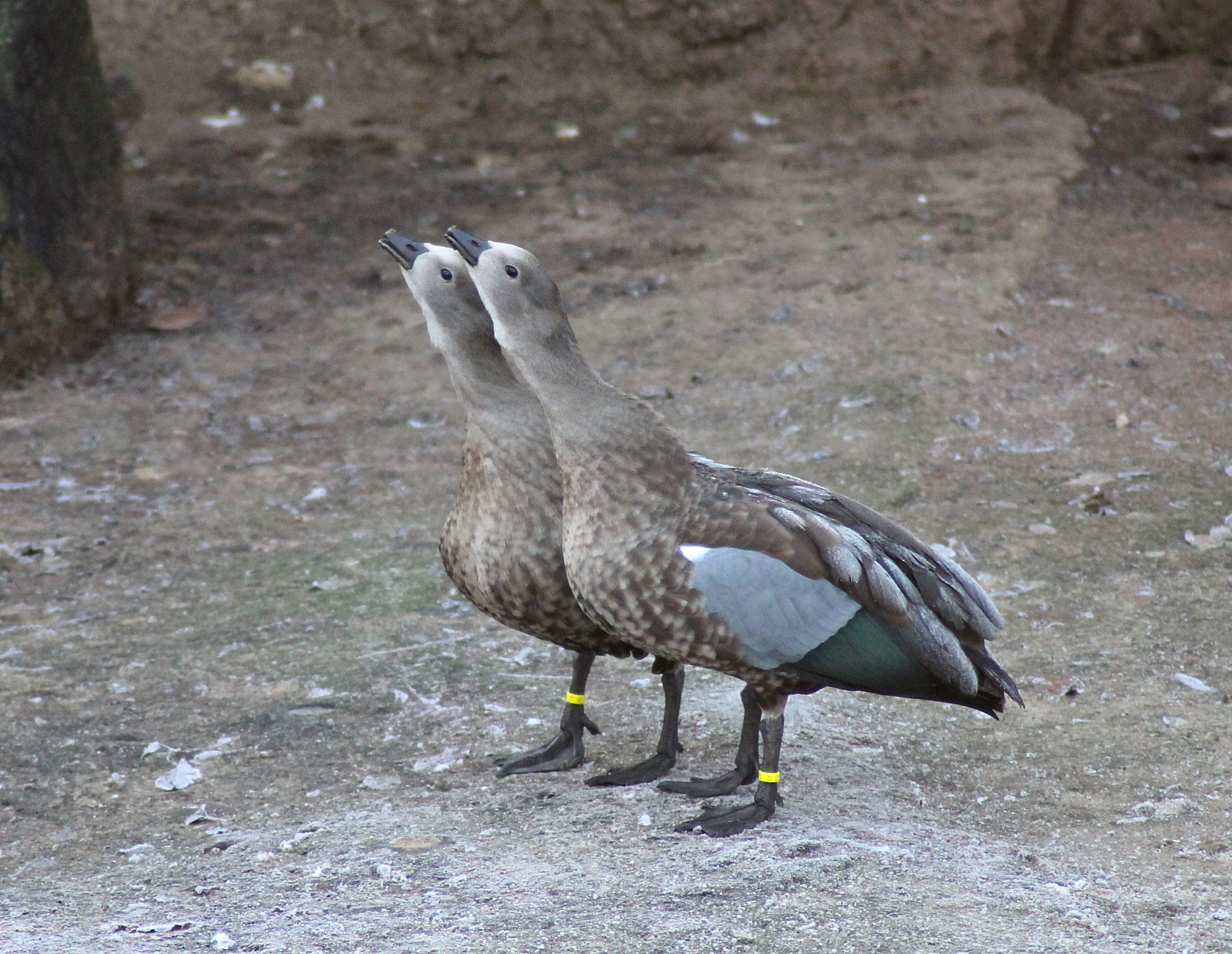 Blue-winged geese (Cyanochen cyanoptera) - "Afrika Sambesi"