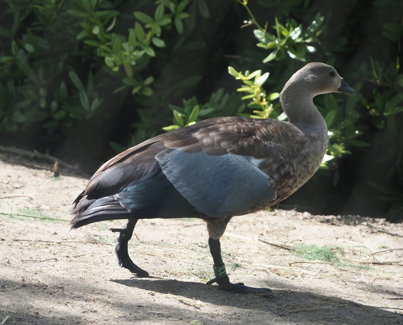 Blue-winged goose (Cyanochen cyanoptera), 2024-06-30