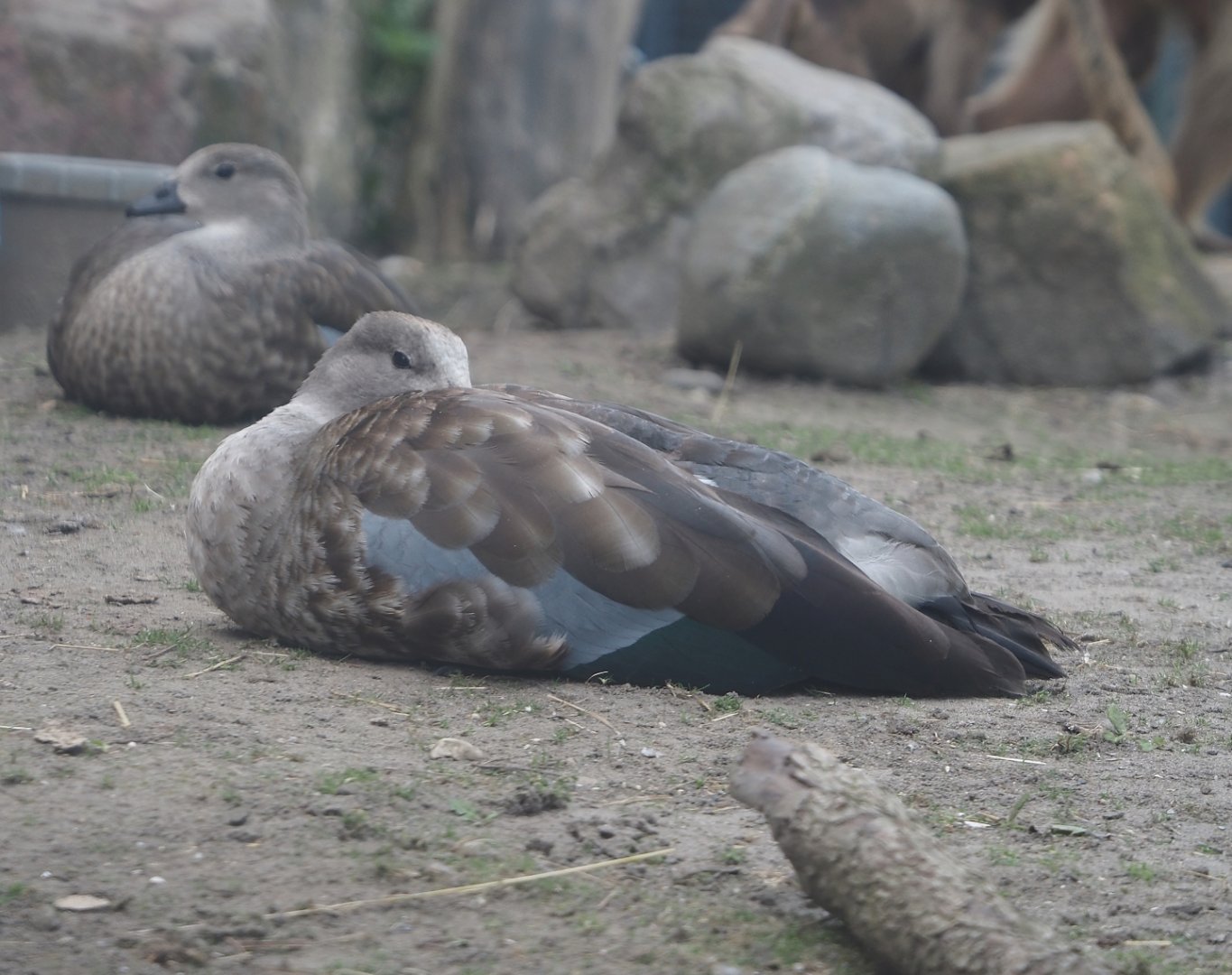 Blue-winged goose (Cyanochen cyanoptera), 2024-06-30