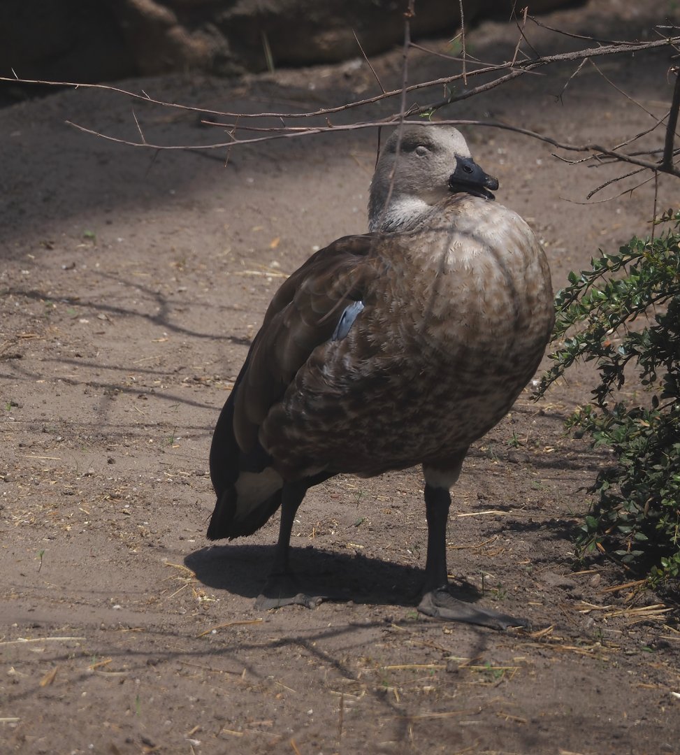 Blue-winged goose (Cyanochen cyanoptera), 2024-06-30