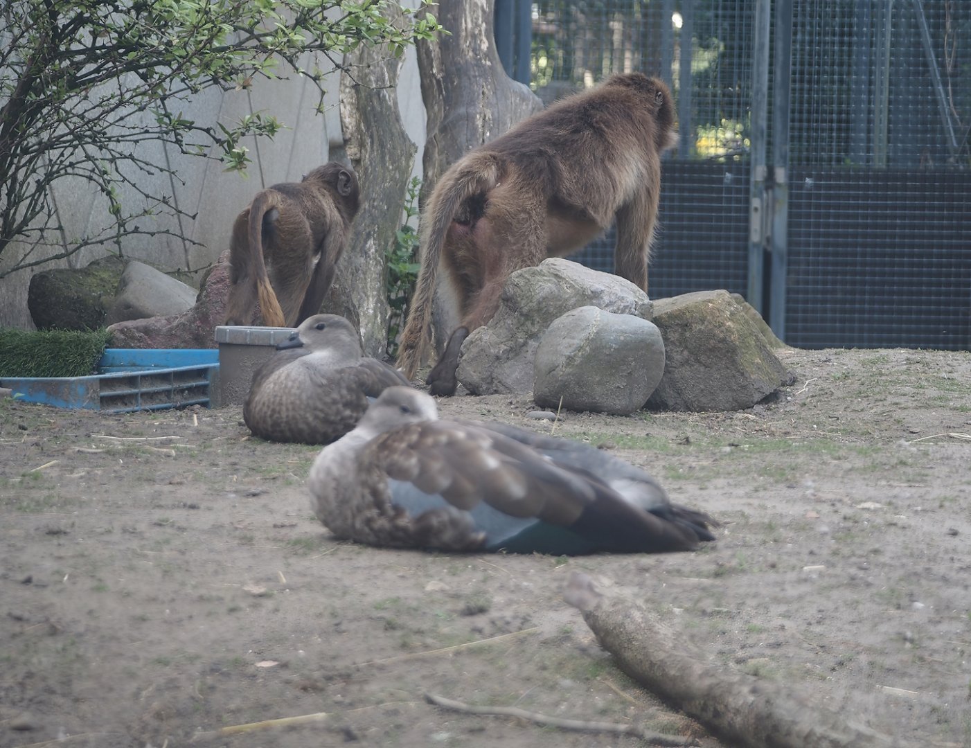 Blue-winged goose (Cyanochen cyanoptera) and Geladas (Theropithecus gelada), 2024-06-30