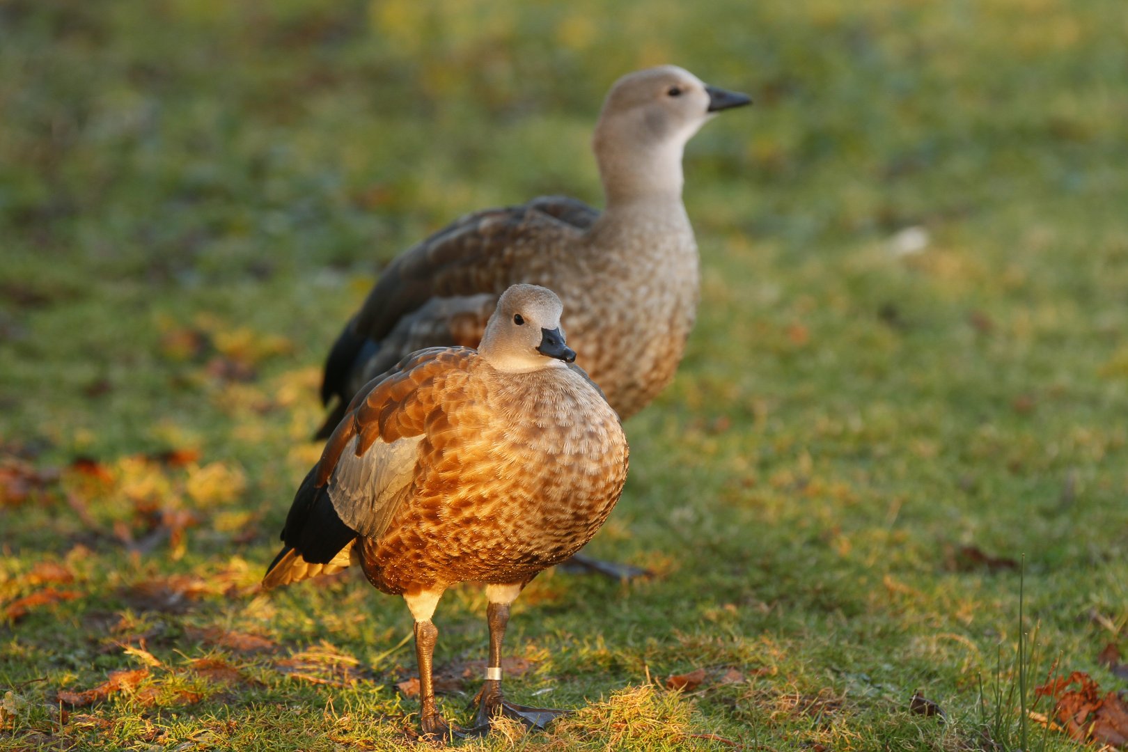 Blue-winged goose (Cyanochen cyanoptera)