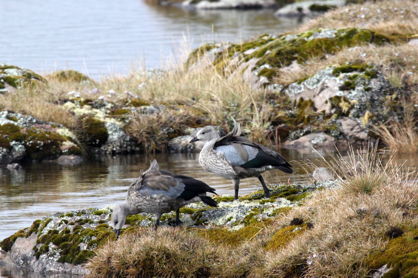 Blue-winged Goose (Cyanochen cyanoptera)