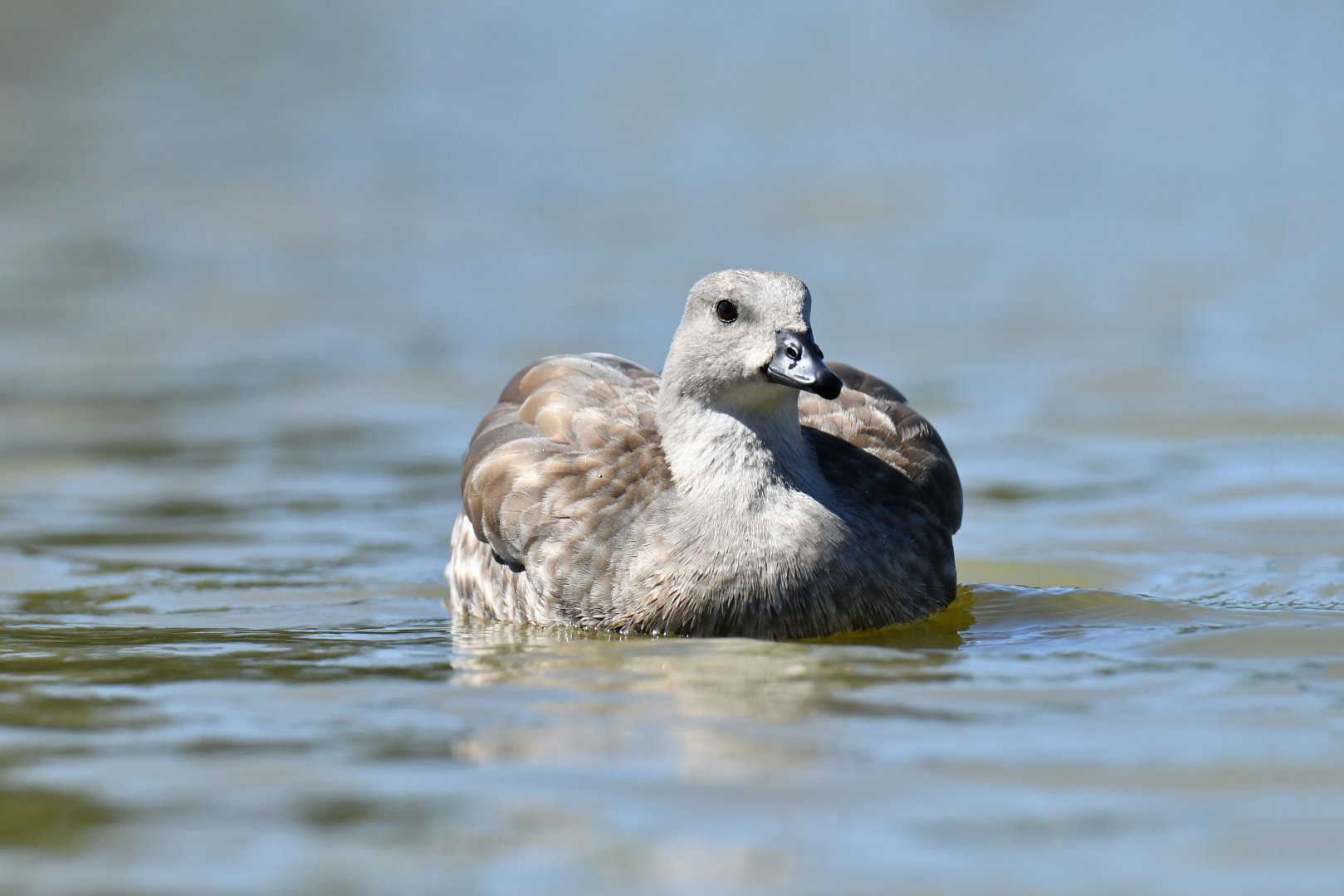 Blue-winged Goose Cyanochen cyanoptera