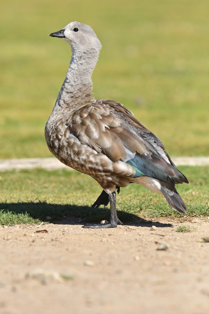 Blue-winged Goose Cyanochen cyanoptera