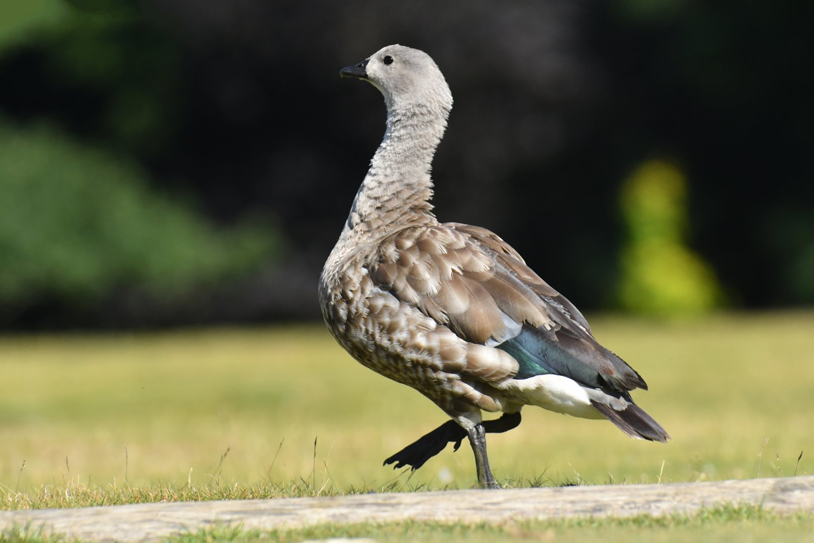 Blue-winged Goose Cyanochen cyanoptera