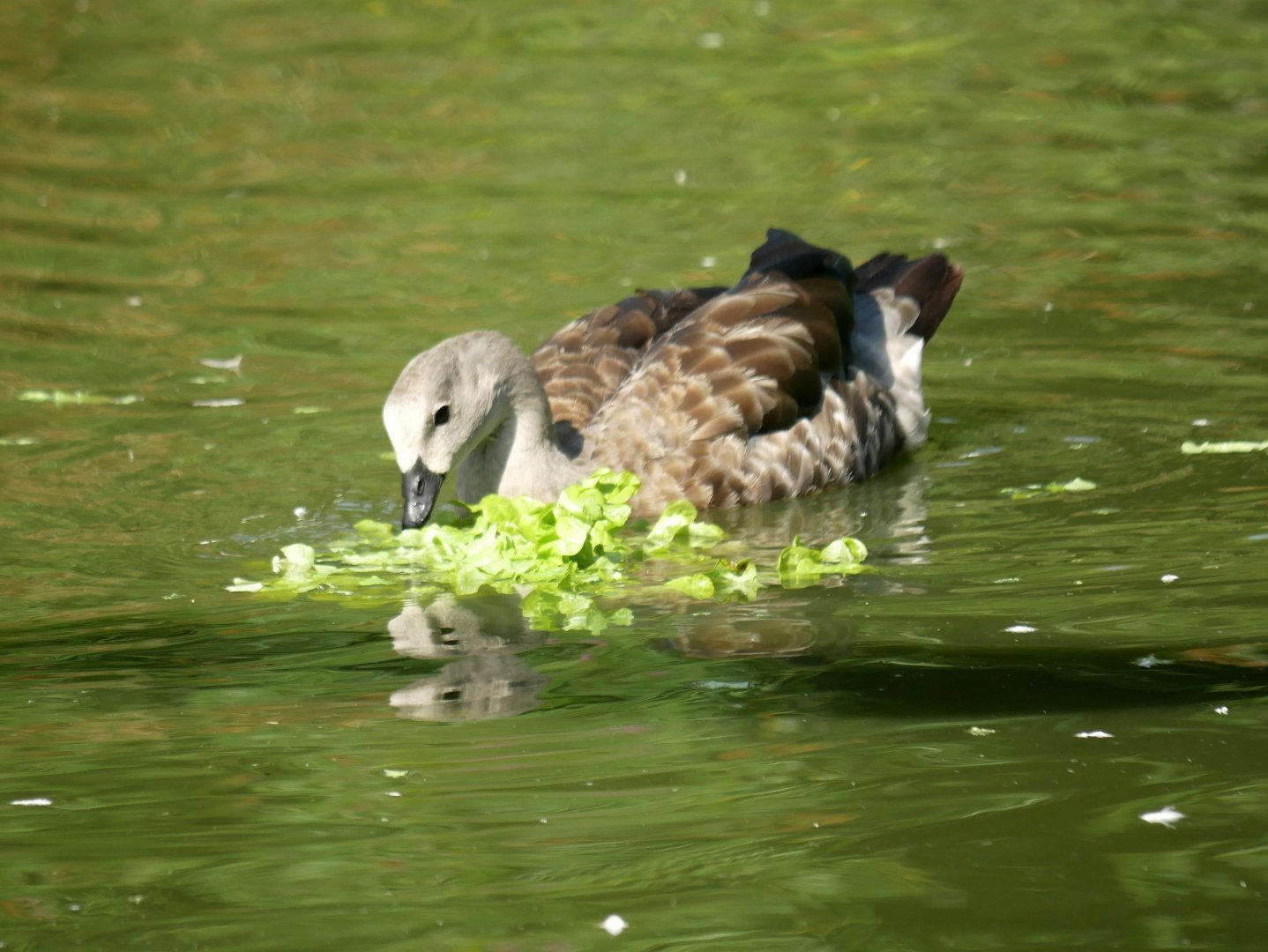Blue-winged goose (Cyanochen cyanoptera)