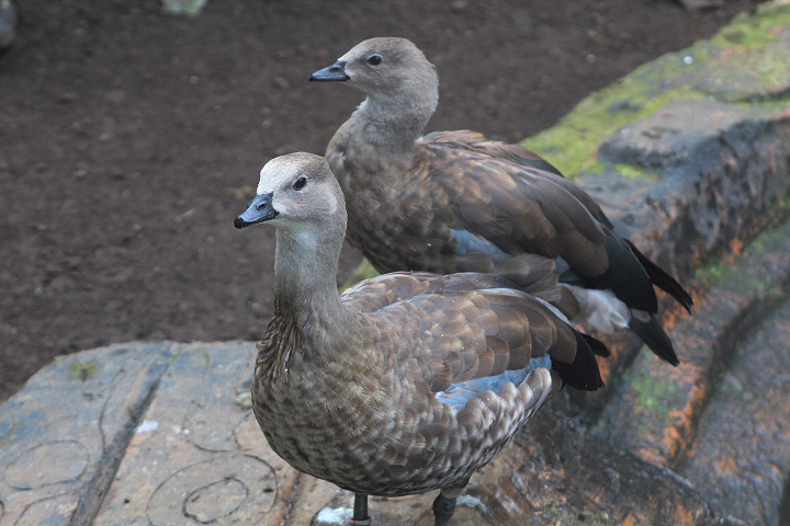 Blue-winged goose (Cyanochen cyanoptera)