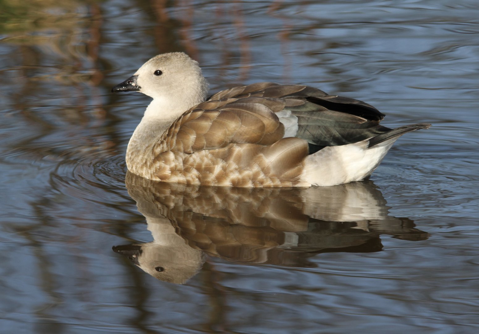 Blue-winged Goose (I think)