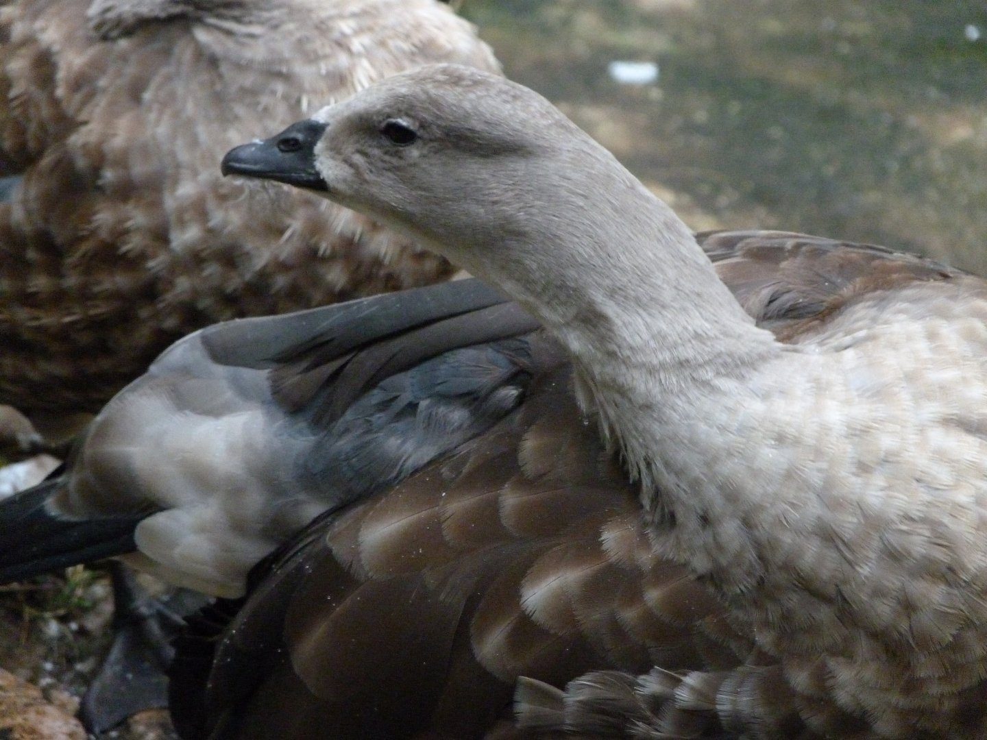 Blue-winged goose -Zoologischer Garten Berlin (2024)