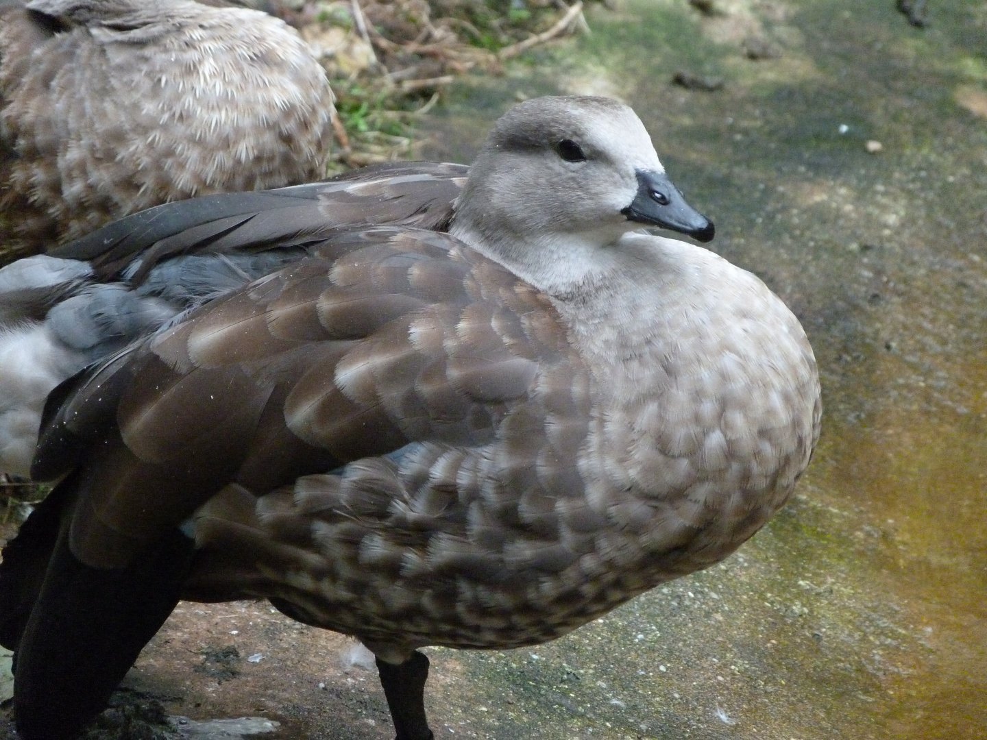 Blue-winged goose -Zoologischer Garten Berlin (2024)
