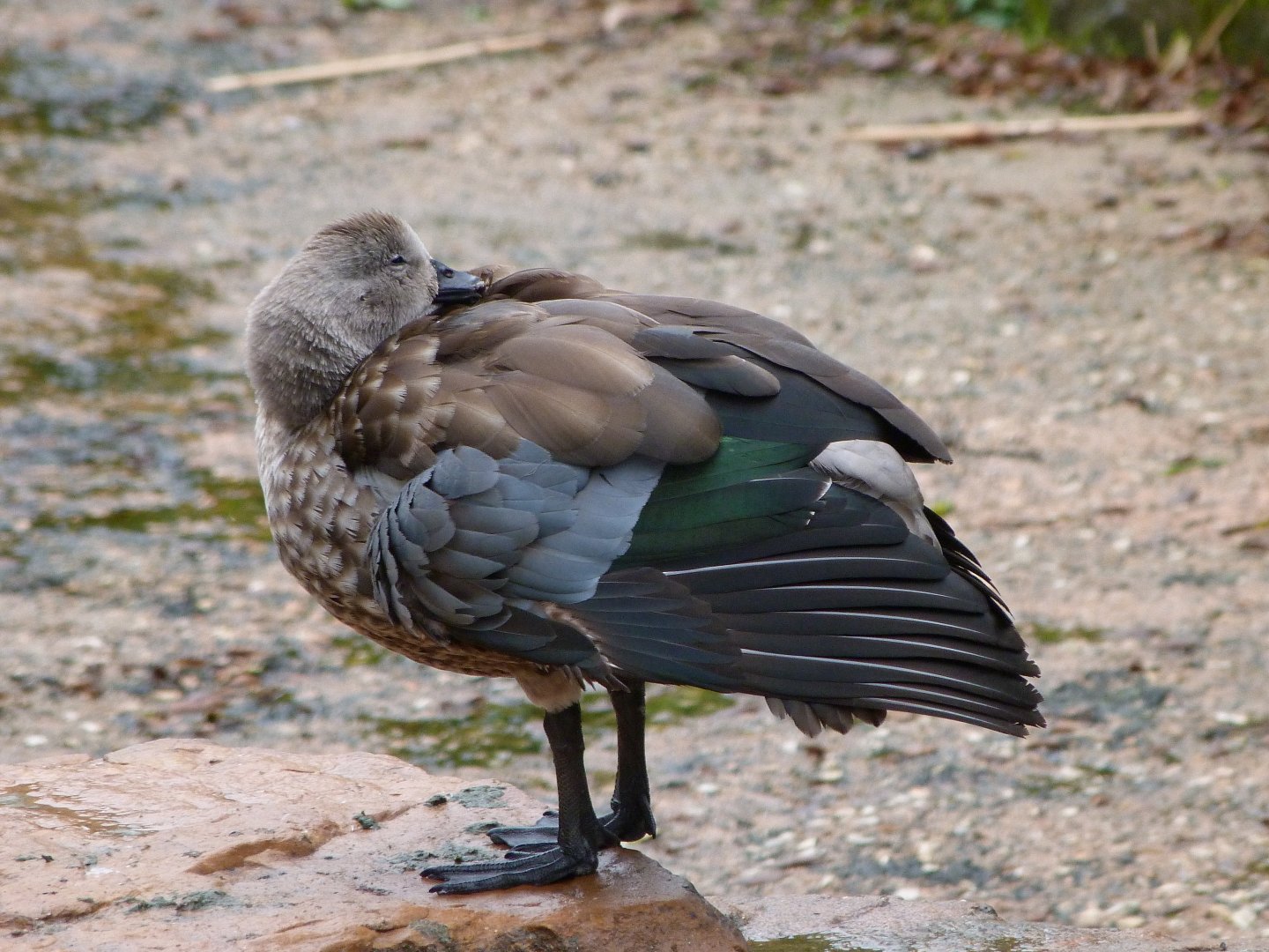 Blue-winged goose -ZooParc de Beauval (2025)