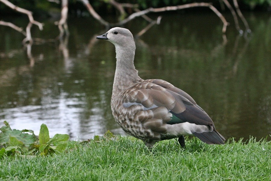 Blue-winged Goose.