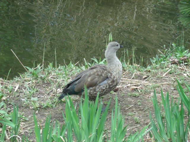 Blue-Winged Goose