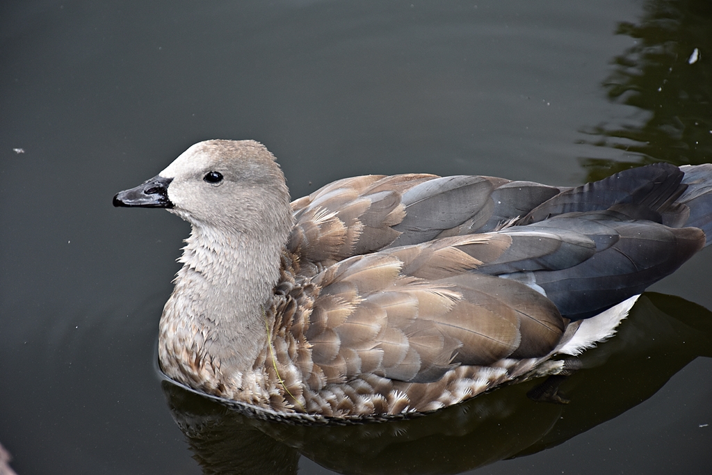 Blue-Winged Goose