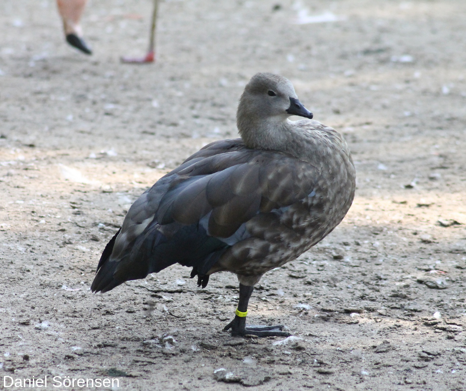 Blue-winged goose