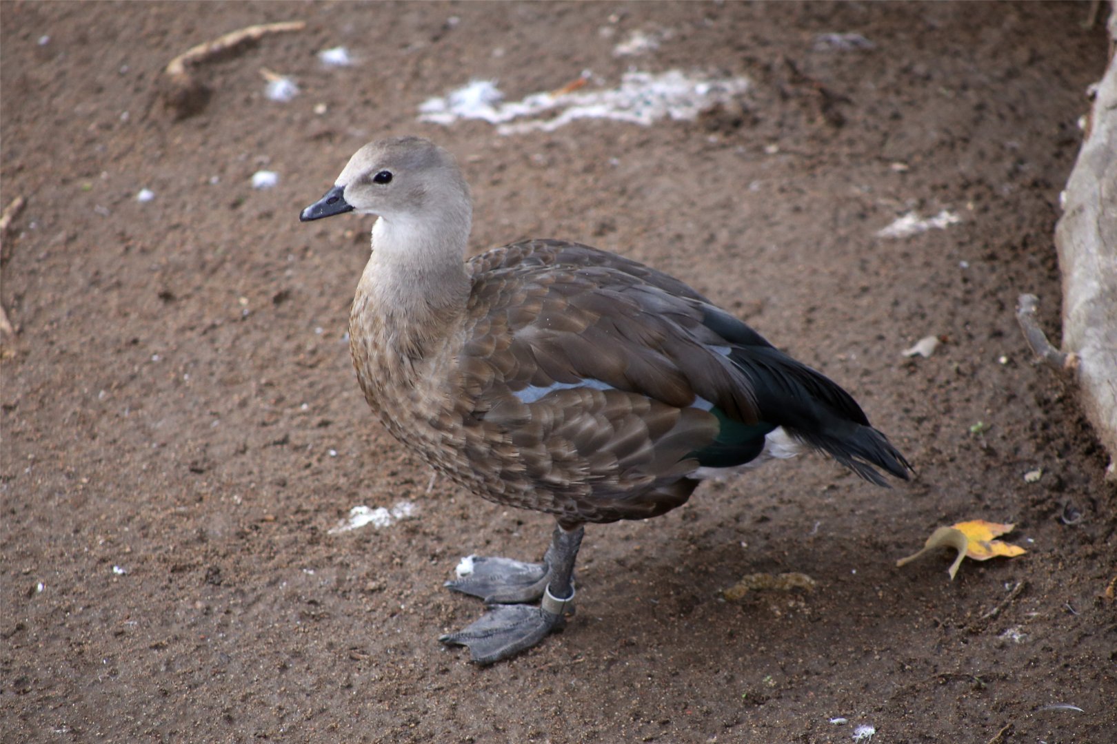 Blue-winged goose