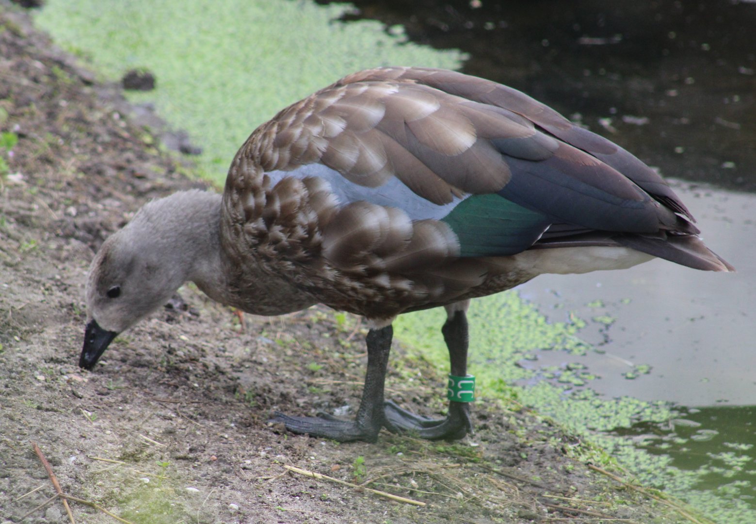Blue-winged goose