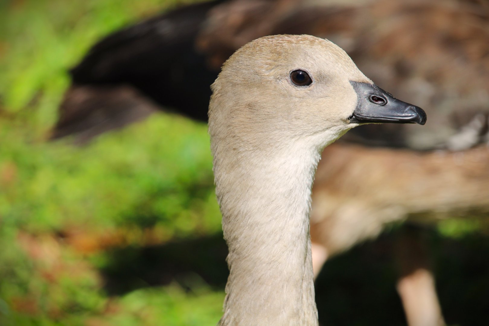 Blue-winged Goose