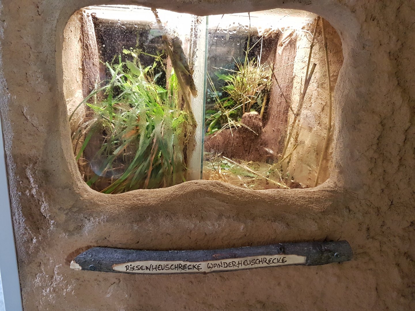 Blue-winged grasshopper ( Tropidacris collaris ) - Locust enclosures