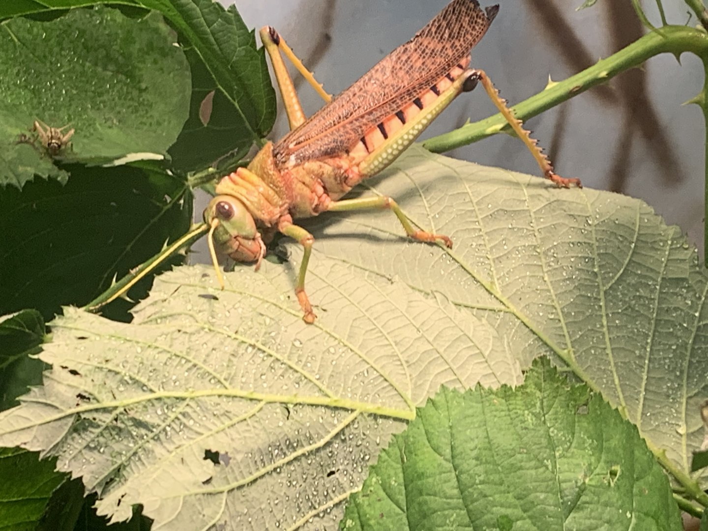 Blue-winged grasshopper