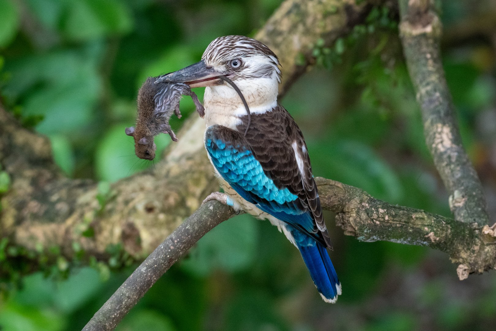 Blue-winged Kookabura (Dacelo leachii)
