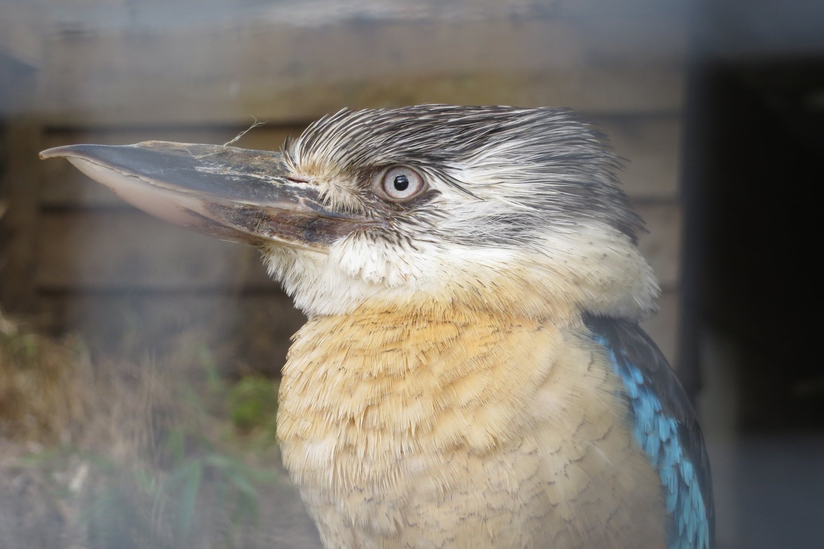 Blue-winged kookaburra 040319