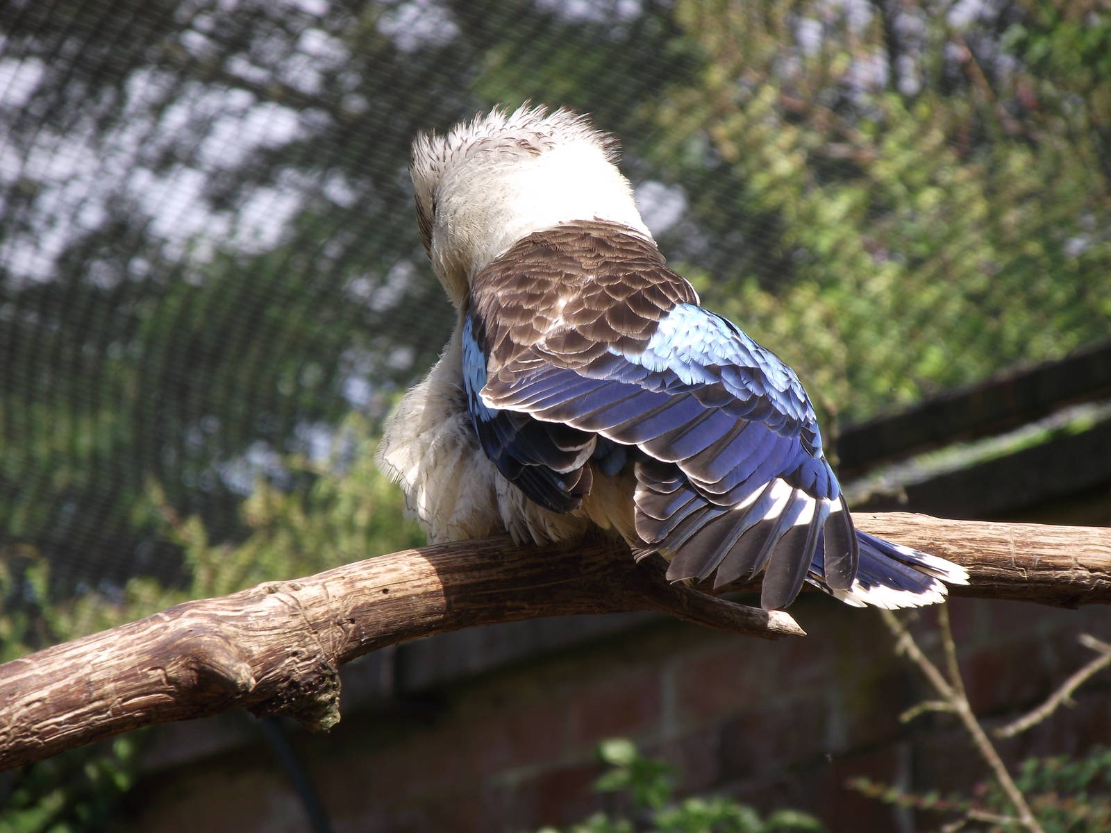 blue-winged kookaburra 100711