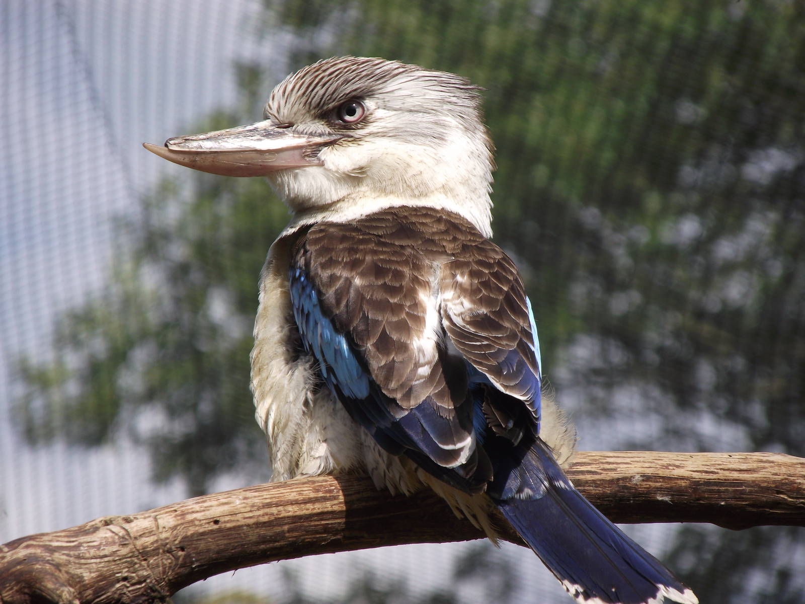blue-winged kookaburra 100711