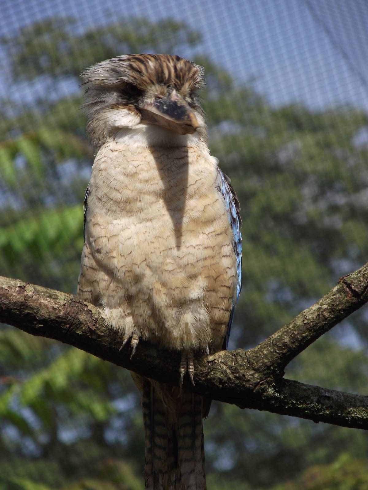 blue-winged kookaburra 100711