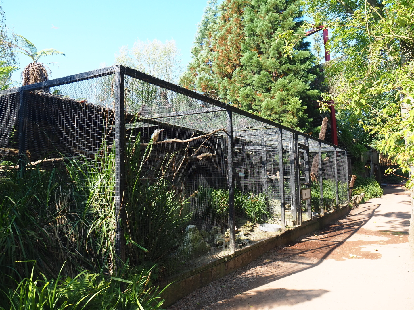 Blue-winged kookaburra and Kea aviaries, 2021-09-03