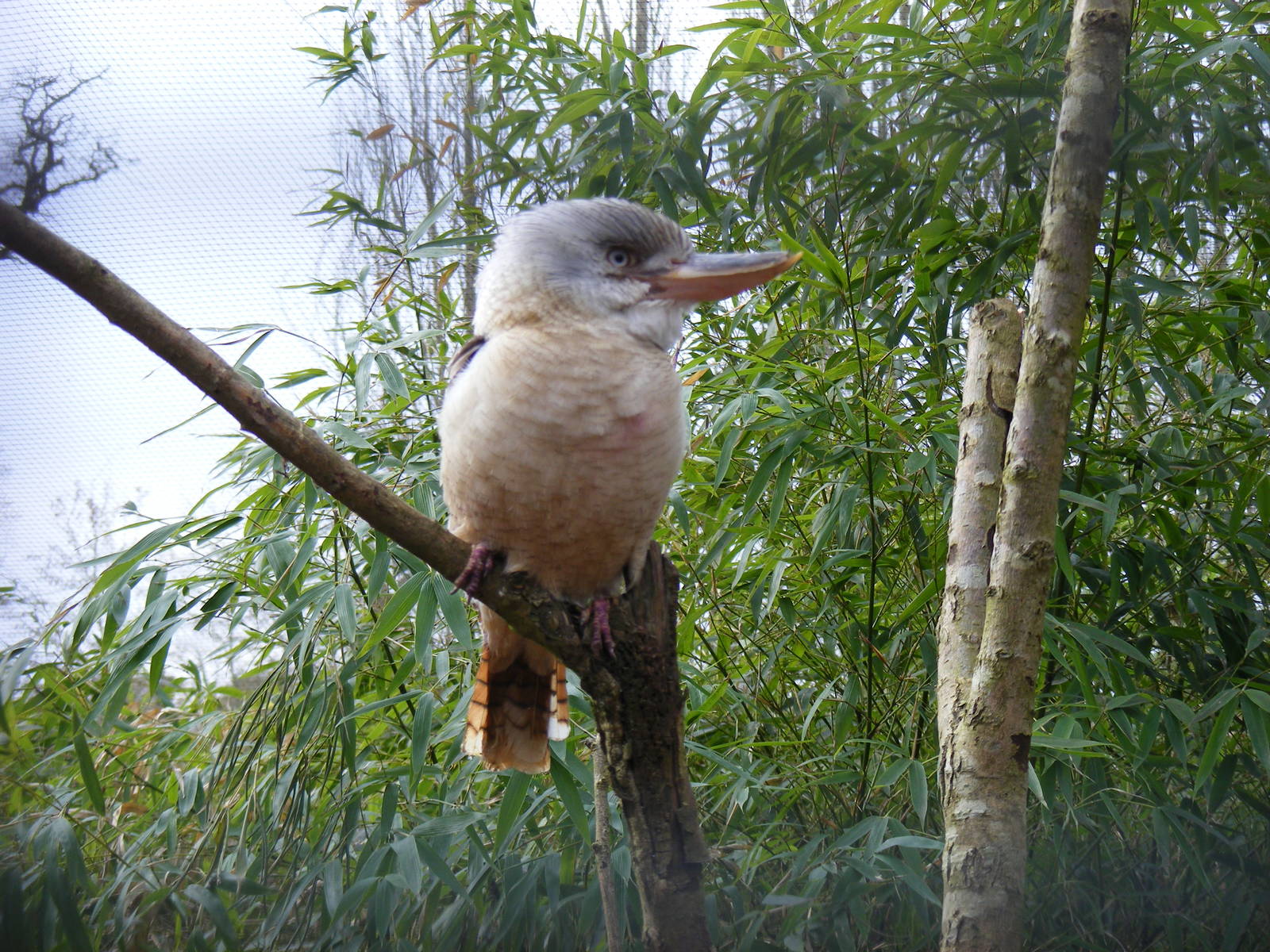 Blue-winged kookaburra at Beale Park, 13th March 2010