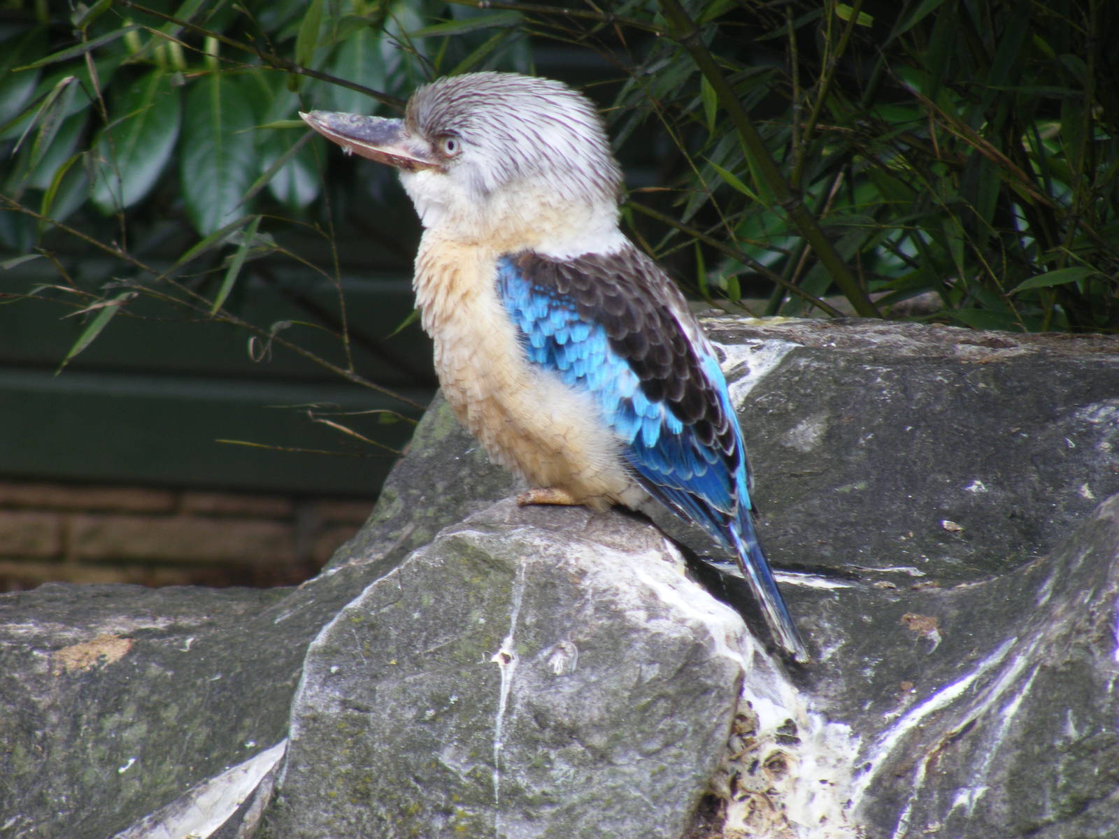Blue-winged kookaburra at Beale Park, 13th March 2010