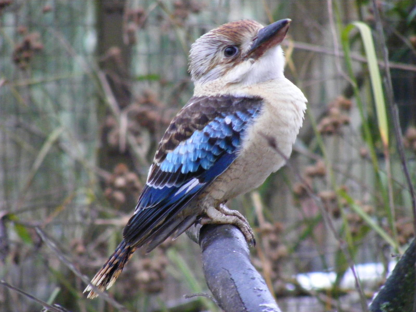 Blue-winged kookaburra at Cotswold Wildlife Park, 27 November 2010