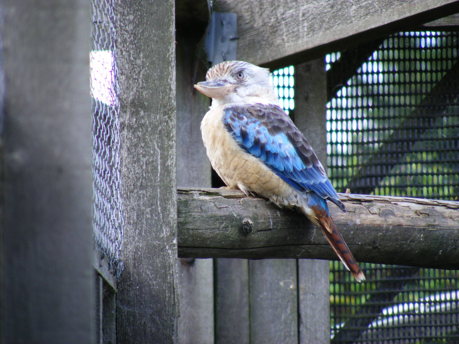 Blue-winged kookaburra at Hamerton Zoo, 12 September 2010