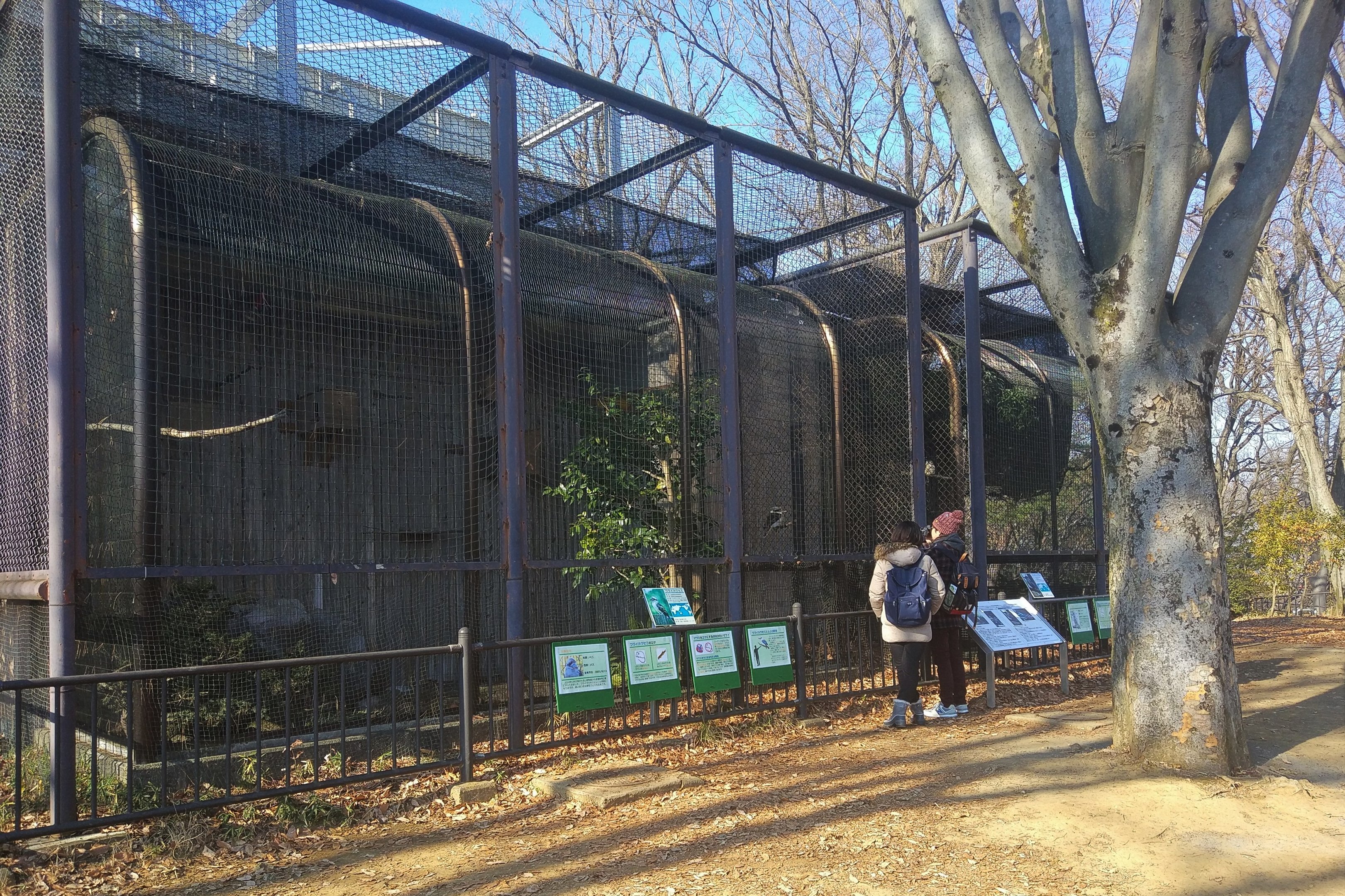 Blue-winged Kookaburra Aviaries
