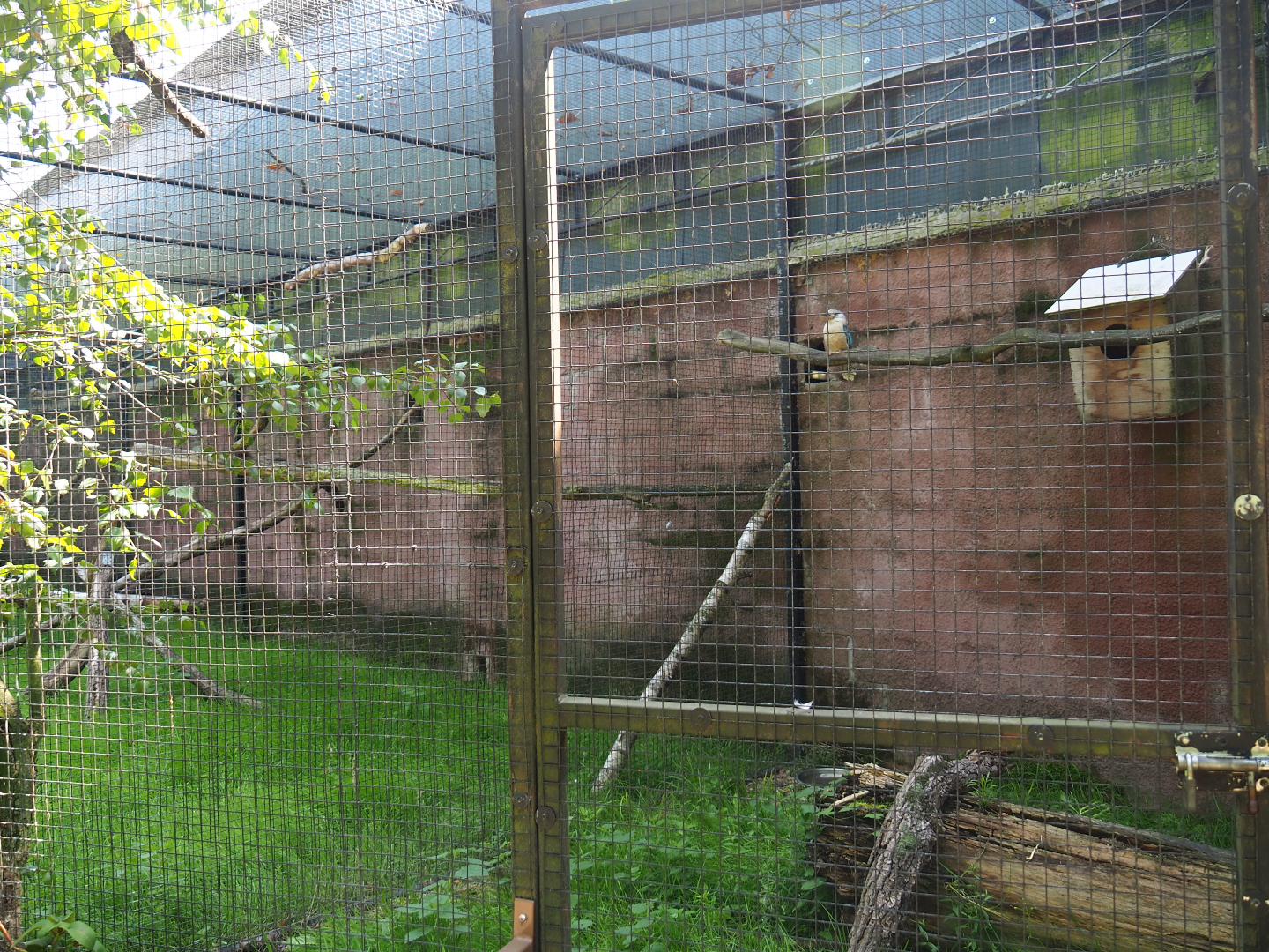 Blue-winged kookaburra aviary, 2019-08-04