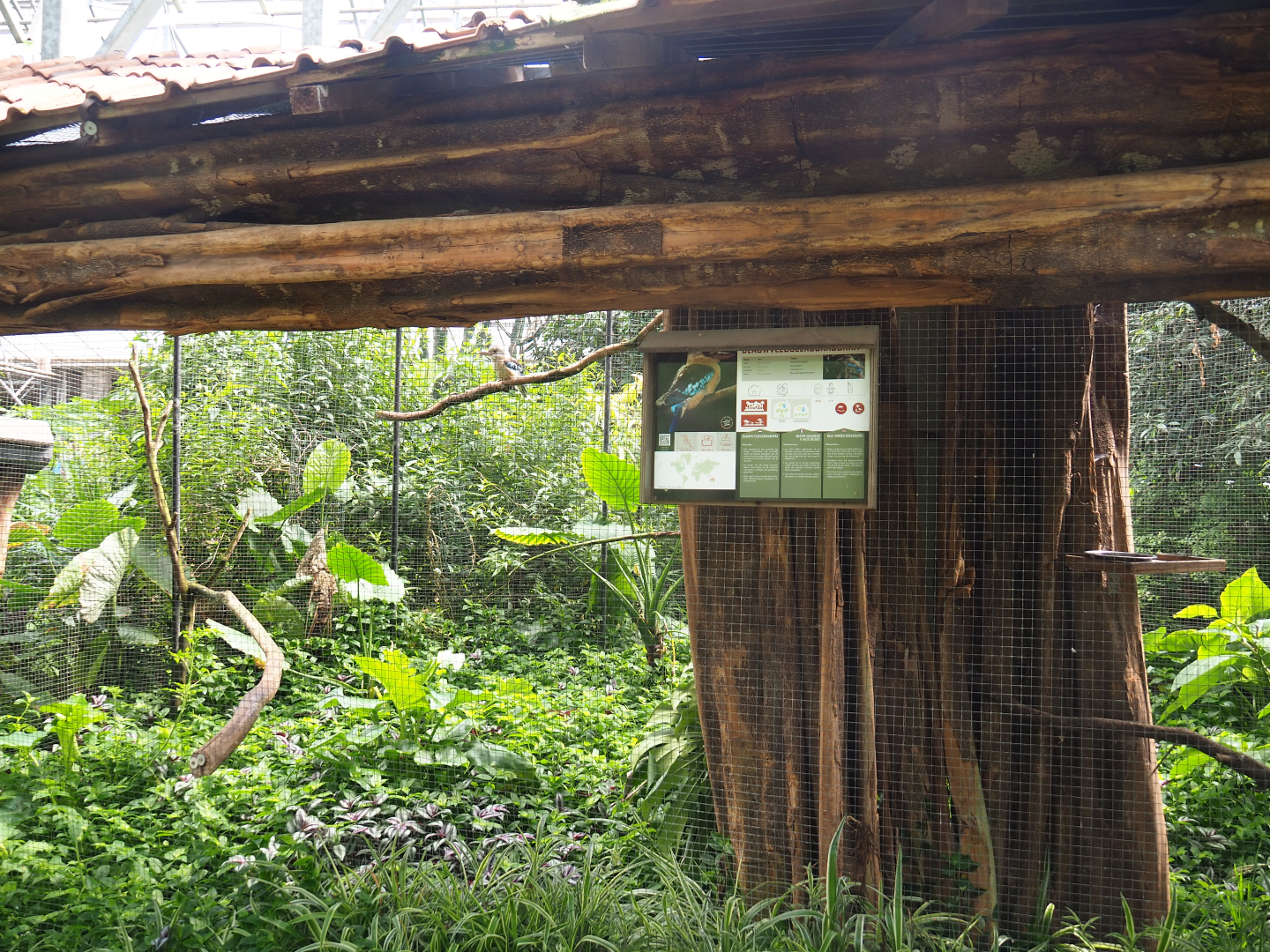 Blue-winged kookaburra aviary, 2020-06-20