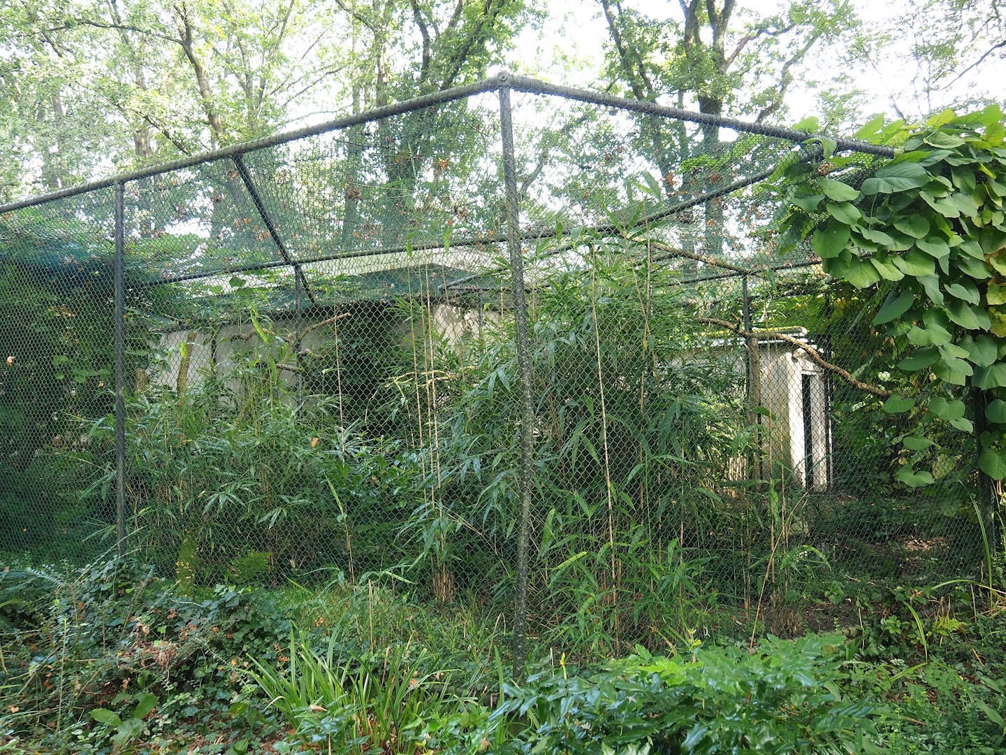 Blue-winged kookaburra aviary, 2023-10-07