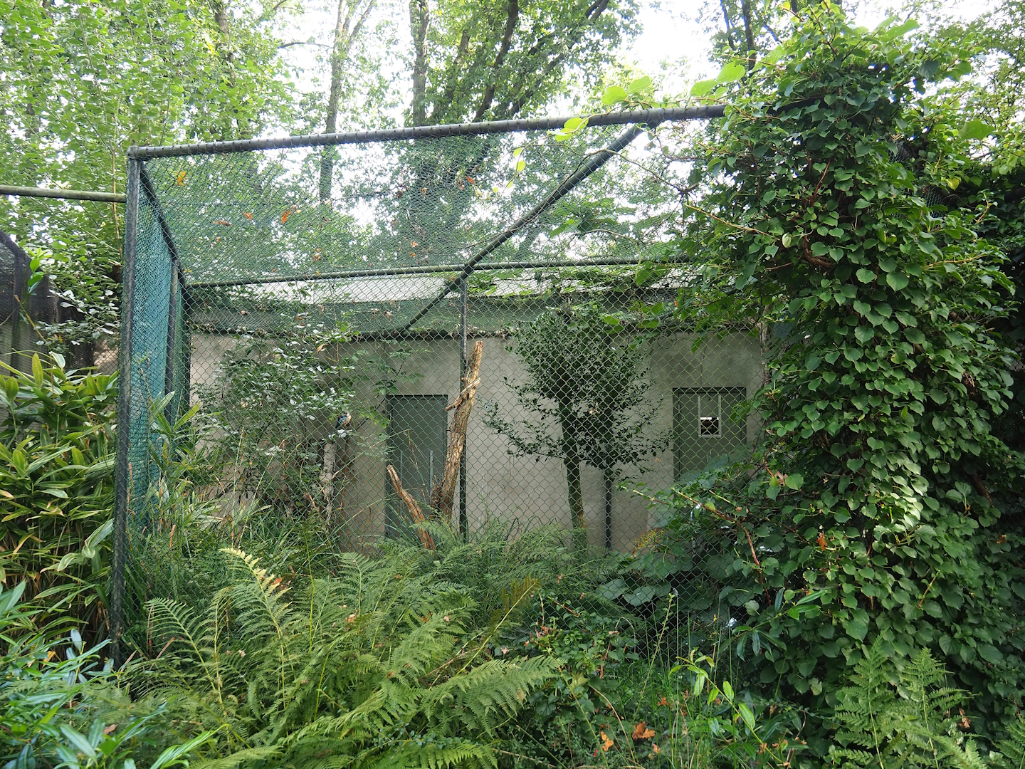 Blue-winged kookaburra aviary, 2023-10-07