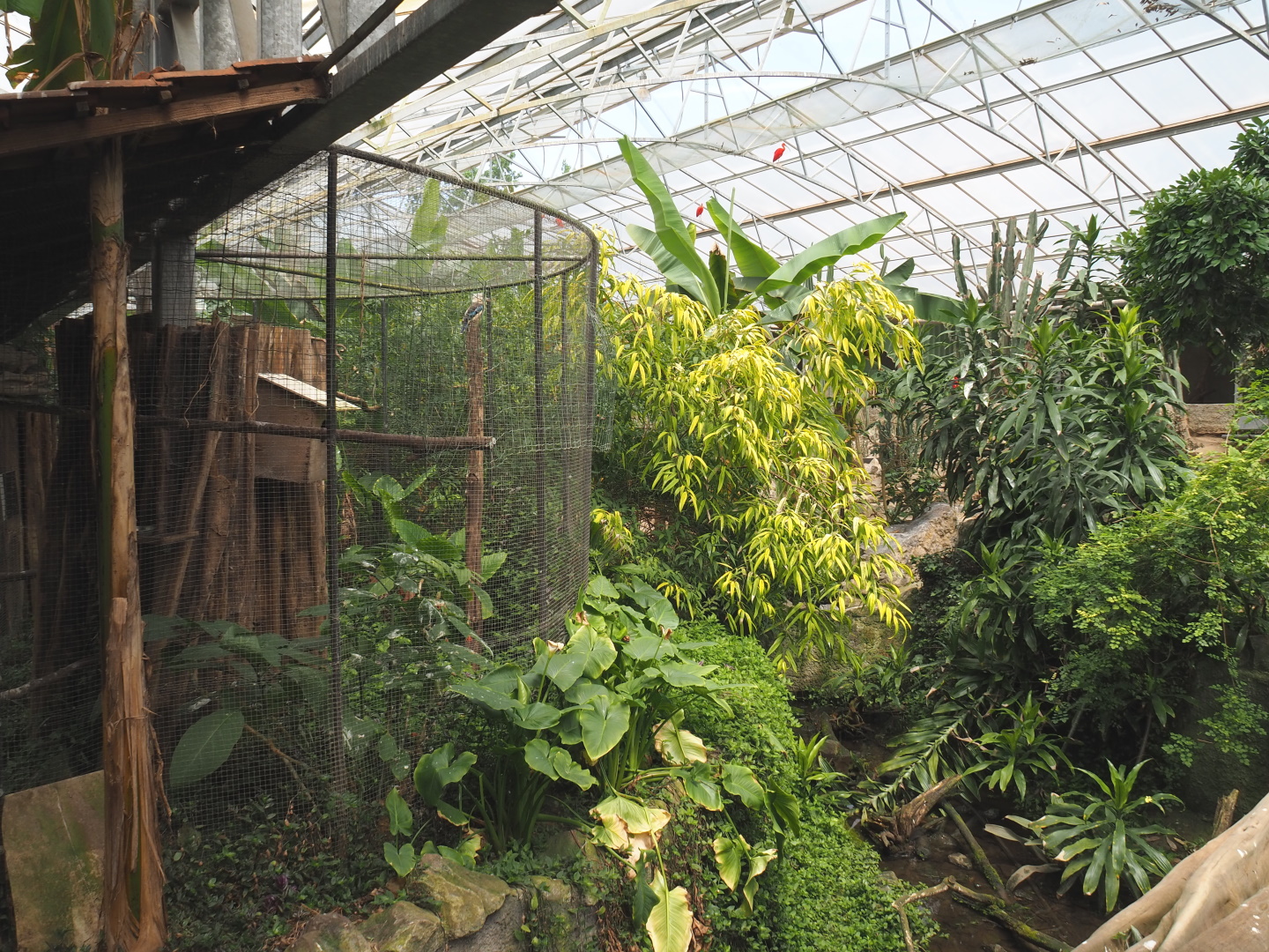 Blue-winged kookaburra aviary and part of the Pond slider turtle exhibit, 2021-06-15