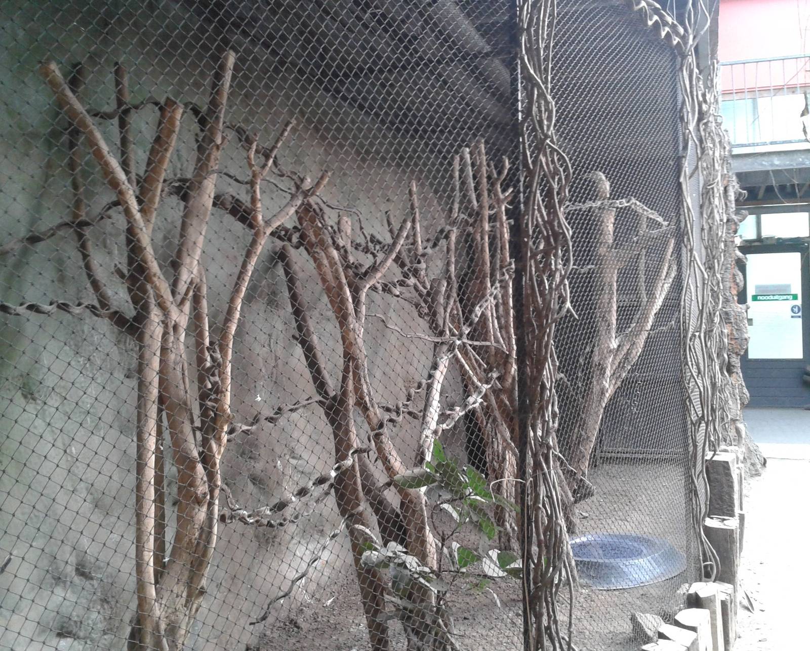 Blue-winged kookaburra aviary