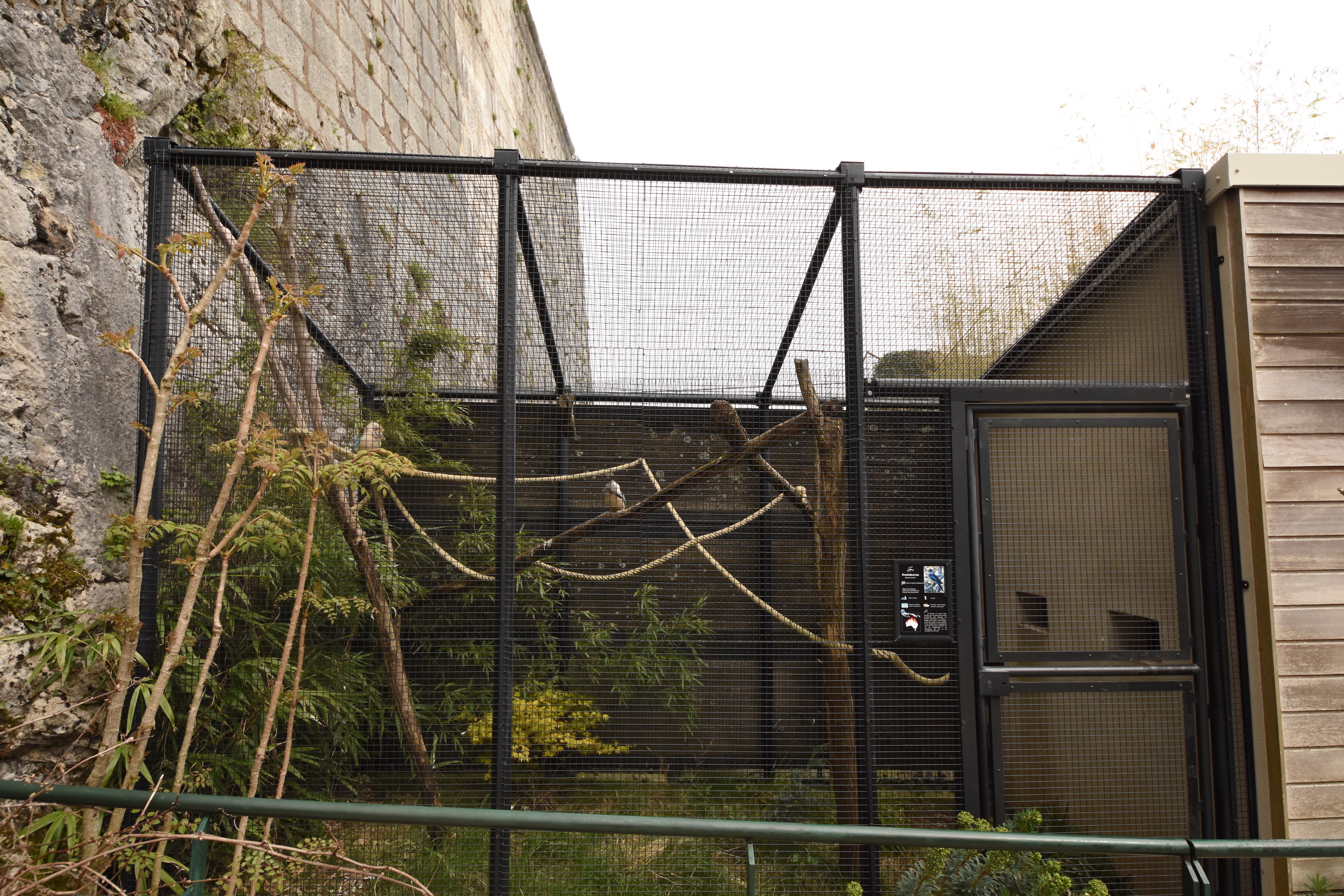 Blue-winged kookaburra aviary