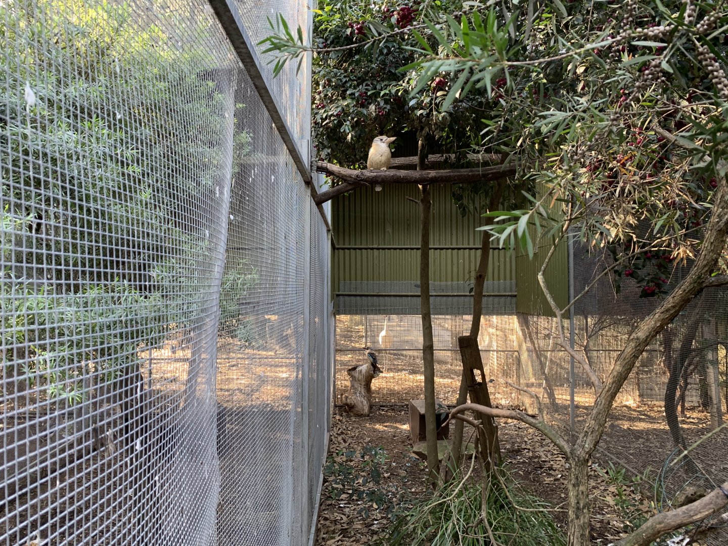 Blue-winged Kookaburra Aviary