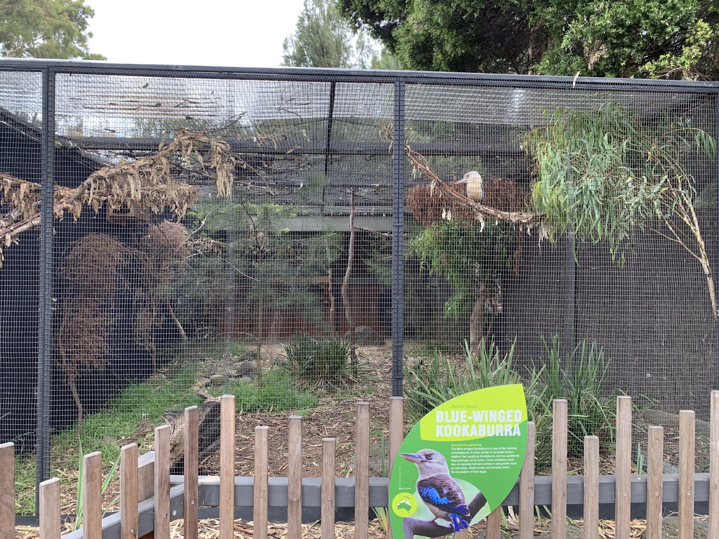 Blue-winged Kookaburra Aviary