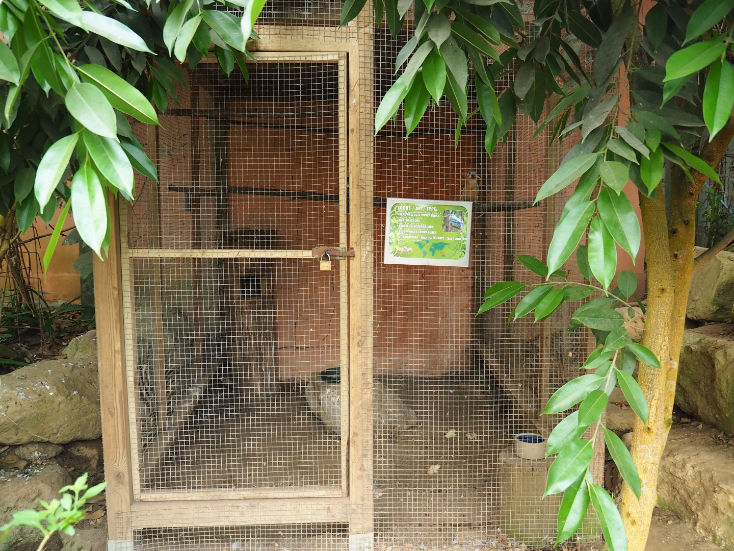 Blue-winged kookaburra cage (Aug 28th, 2018)