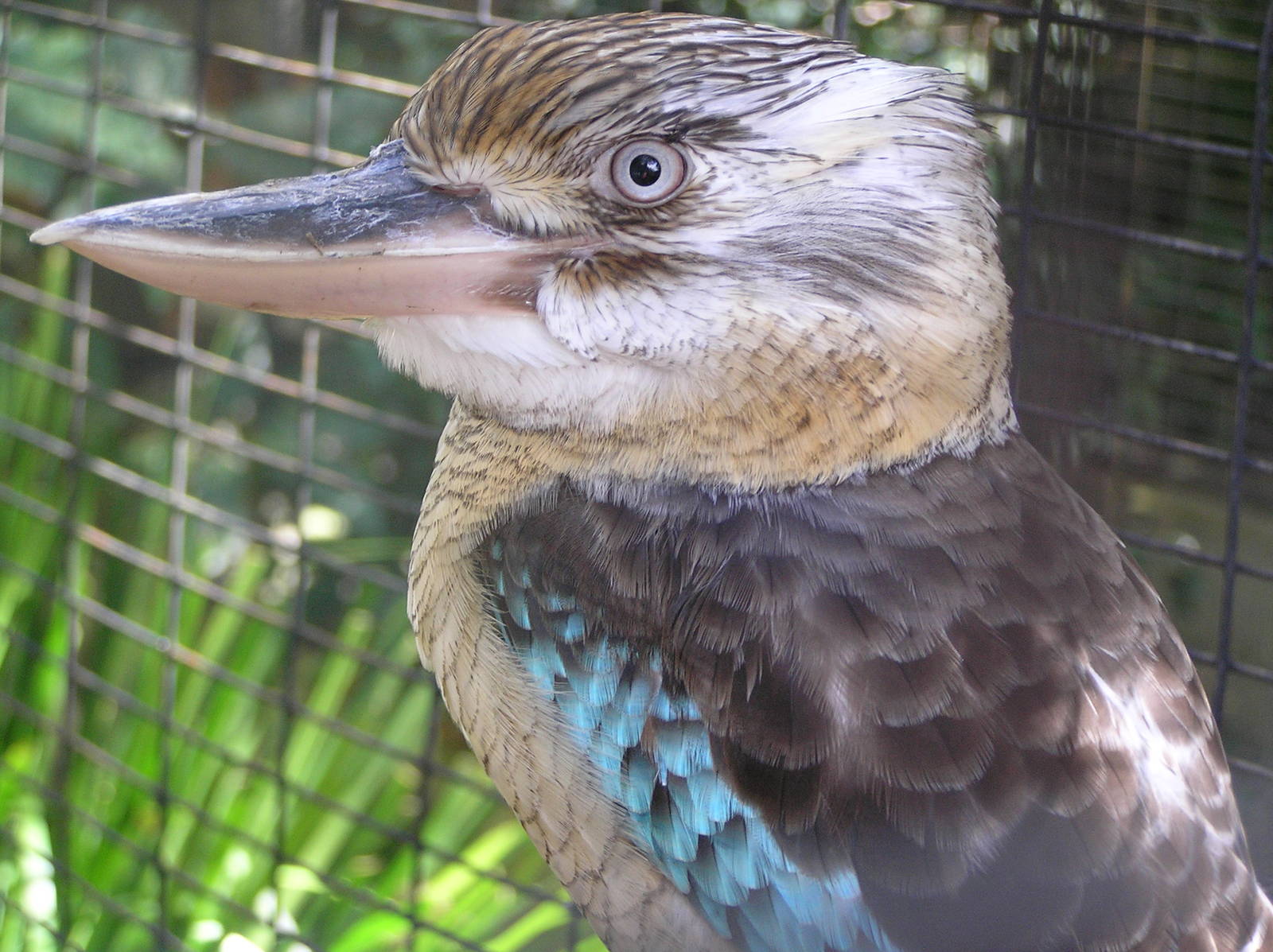 Blue winged kookaburra - Cairns tropical zoo 05
