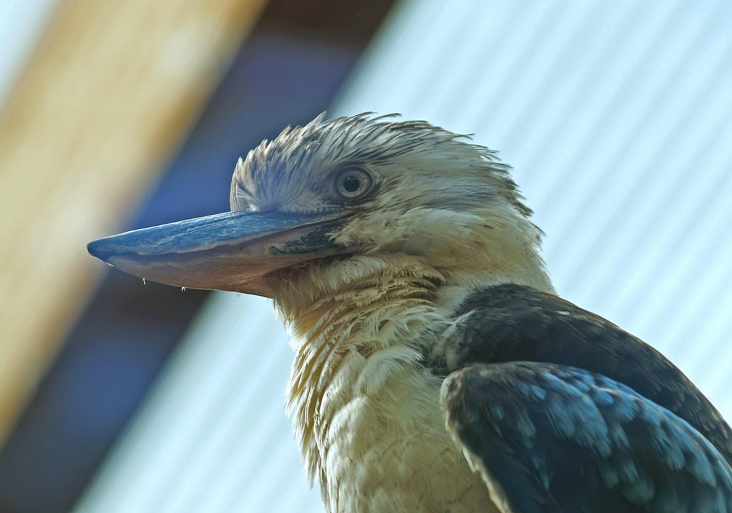 Blue-winged kookaburra (Dacelo leachii), 2008-08-06